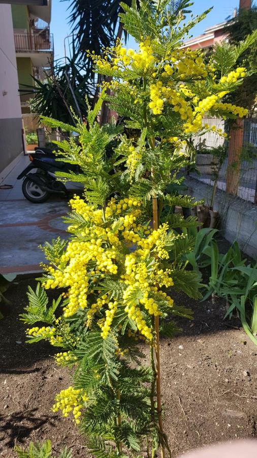 B&B Mimosa Giardini Naxos Ngoại thất bức ảnh